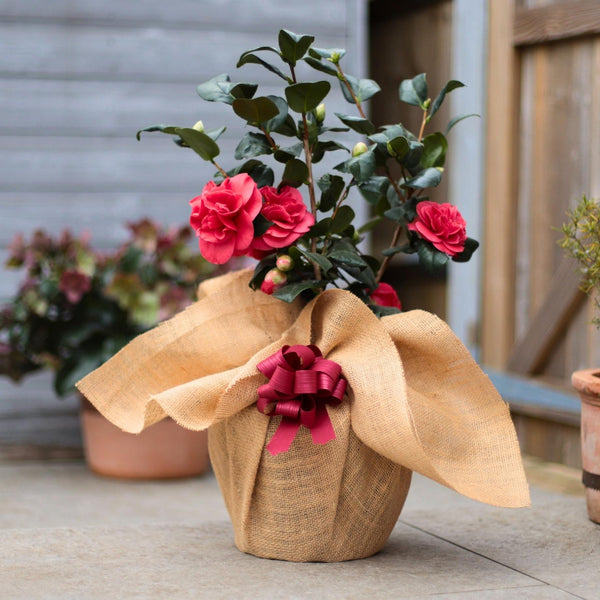 Camellia japonica 'Lady Campbell'