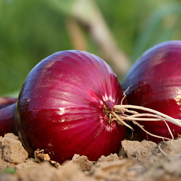 Red Onion Plants