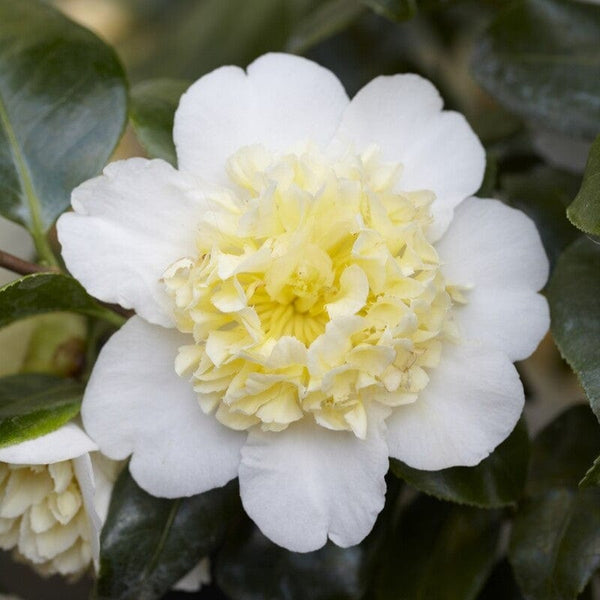 Camellia japonica 'Brushfield's Yellow'