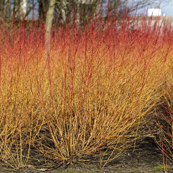 Common Dogwood | Cornus sanguinea 'Midwinter Fire'
