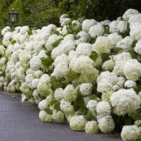 Hydrangea arborescens 'Annabelle'