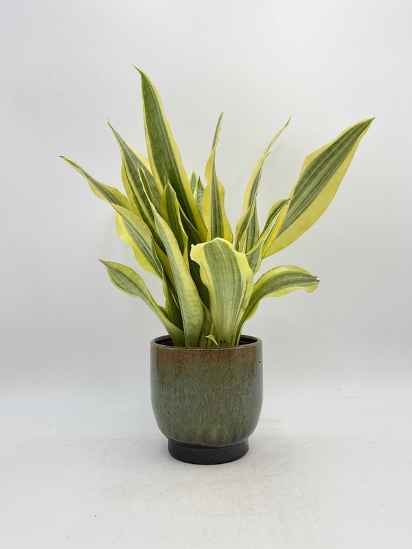 Sansevieria Aubrytniana, Yellowstone