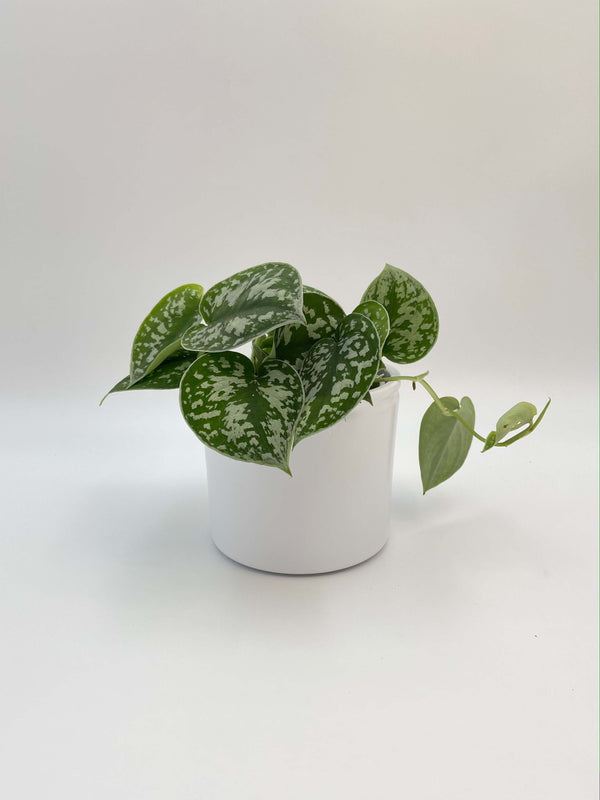Scindapsus Pictus Argyraeus, Satin Pothos