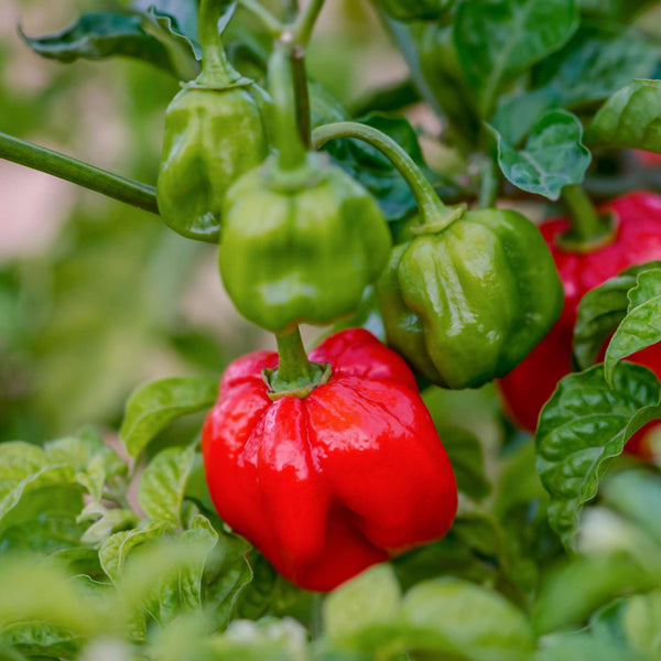 Scotch Bonnet Chilli Pepper Plant | Capsicum chinense 'Caribbean Antillais'