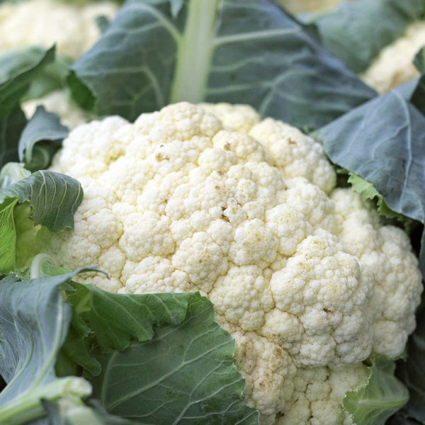 'Tirza' Cauliflower Plants