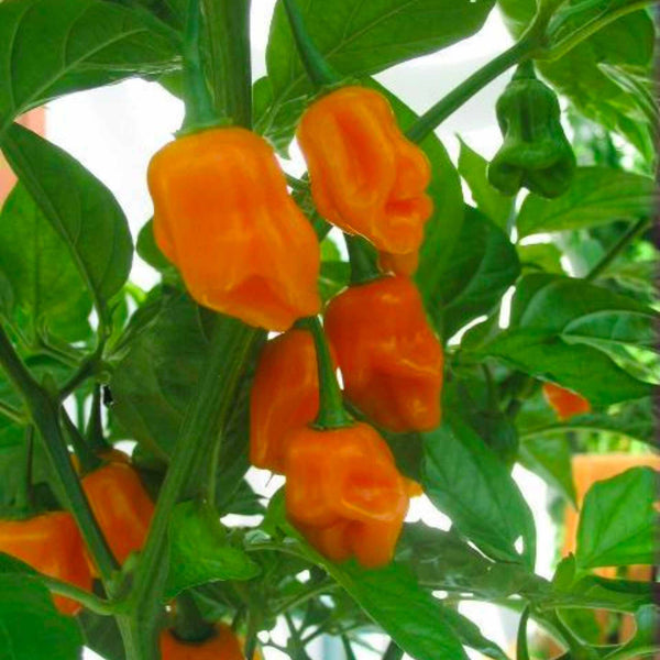 'Trinidad Perfume' Chilli Pepper Plant