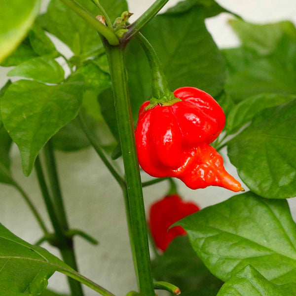 'Trinidad Scorpion' Chilli Pepper Plant