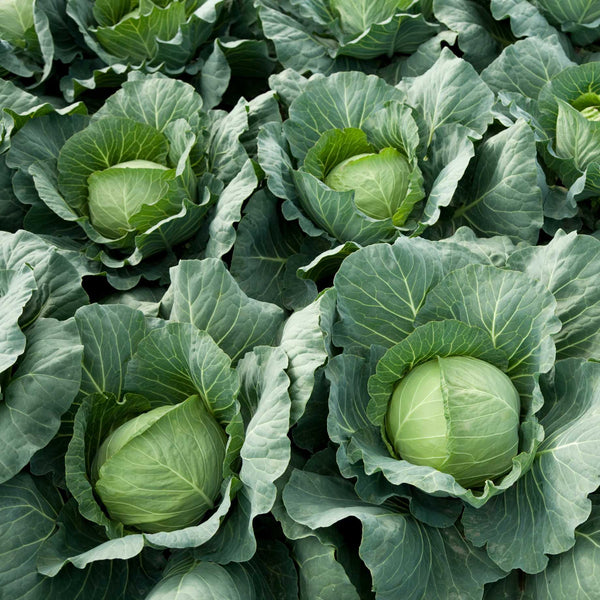 'Tundra F1' Winter Cabbage Plants