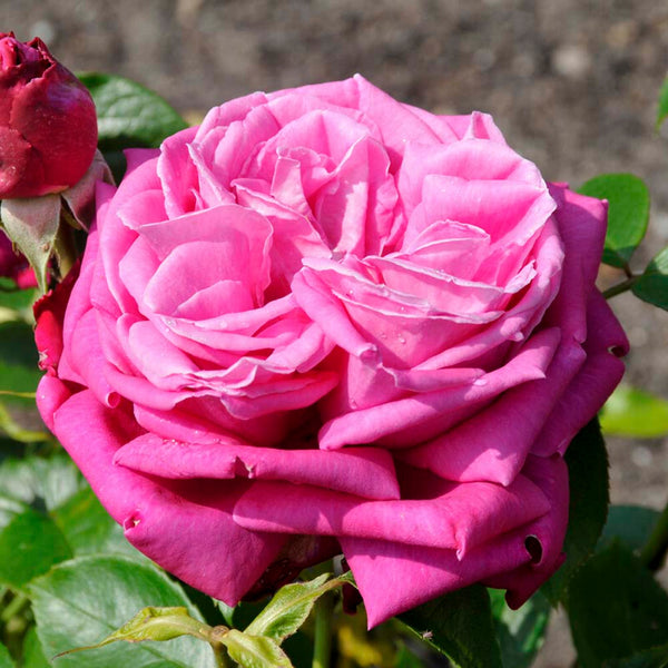 'Birthday Boy' Hybrid Tea Rose