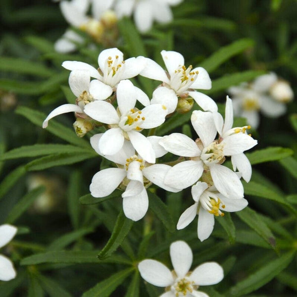 Patio Choisya Tree | Choisya 'White Dazzler'®