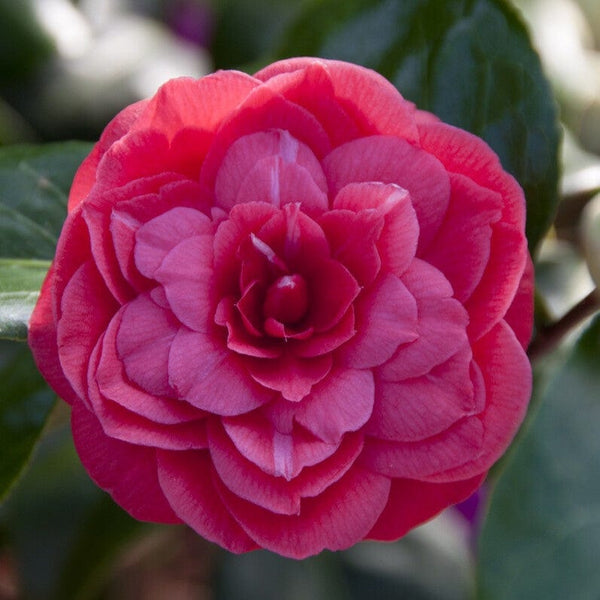 Camellia japonica 'Princess Baciocchi'