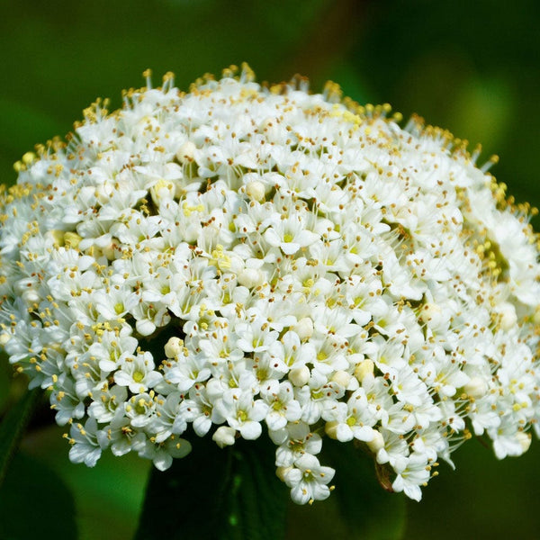 Wayfarer Hedging | Viburnum lantana