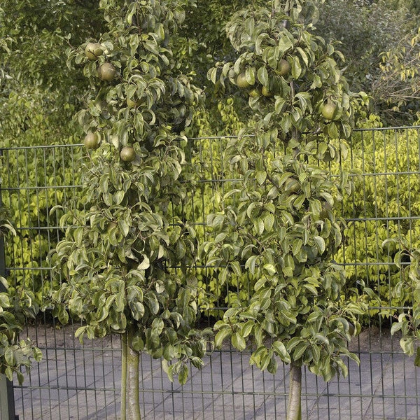 Cordon Pear Tree