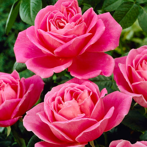 'My Darling' Hybrid Tea Rose