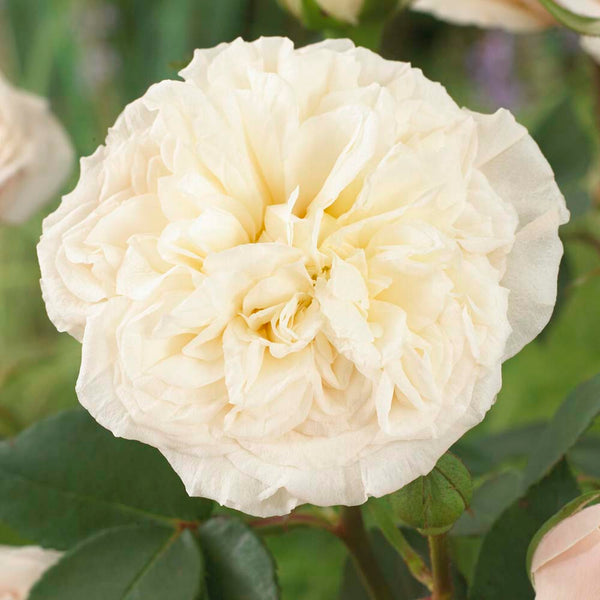 'Joie de Vivre' Floribunda Rose