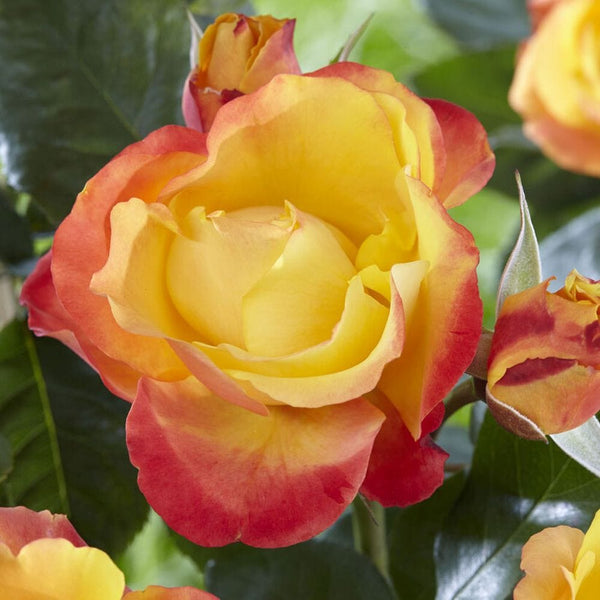 'Little Sunset' Patio Shrub Rose