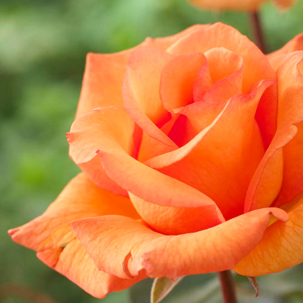 'Scent from Heaven' Climbing Rose