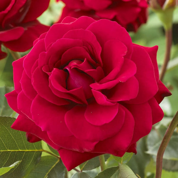 'Lucky Stars' Patio Shrub Rose