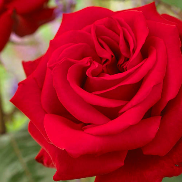 'Joyful Birthday' Hybrid Tea Rose