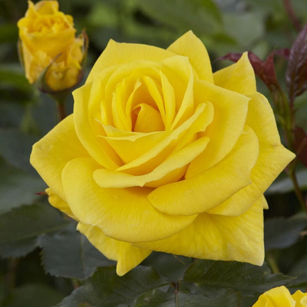 'Korresia' Floribunda Rose