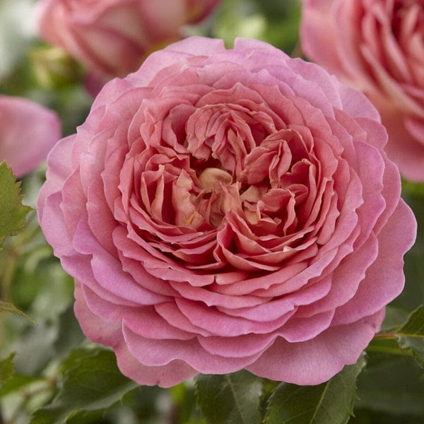 'Adorable Parfuma' Floribunda Rose