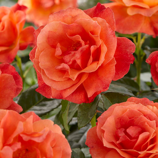 'Lady Love' Hybrid Tea Rose