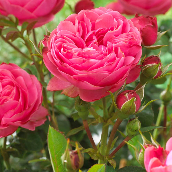 'Thank You' Groundcover Rose