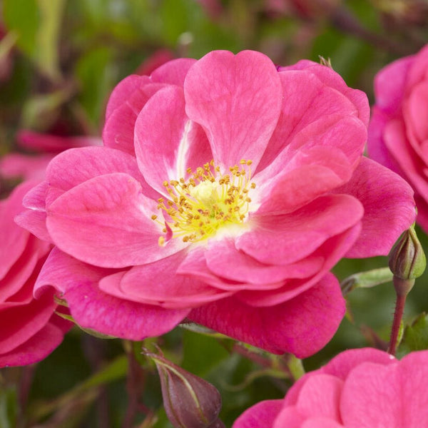 'A Rose for Heather' Climbing Rose