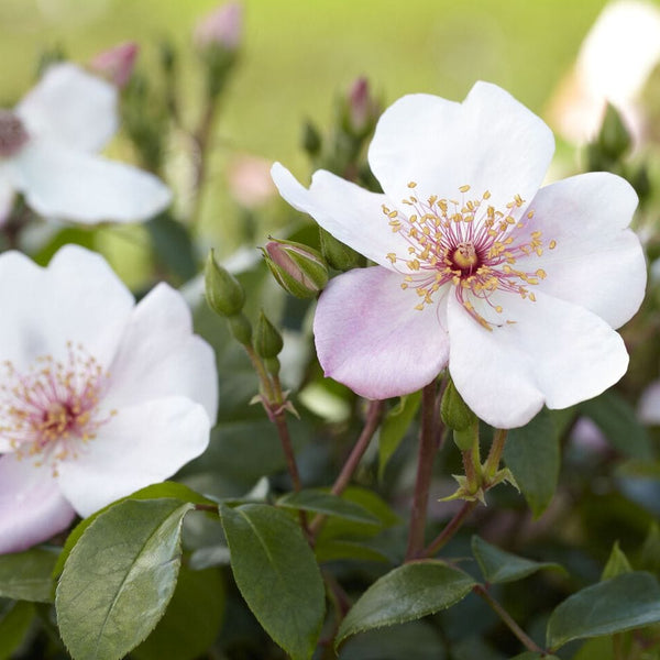 'The Charlatan (Sweet Pretty)' Floribunda Rose