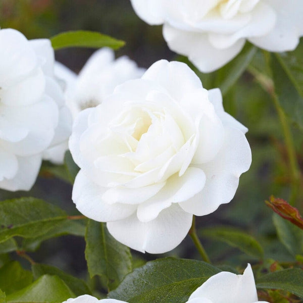 'Palace Kailani' Patio Shrub Rose