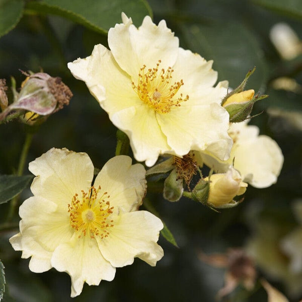 'Vanilla' Ground Cover Rose