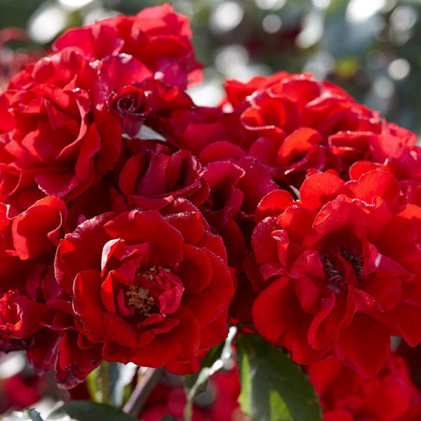'Lest we Forget' Shrub Rose