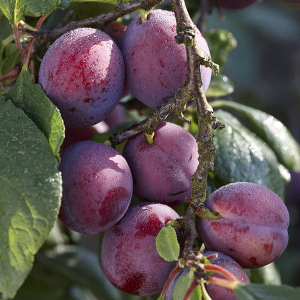 'Jubilee' Plum Tree