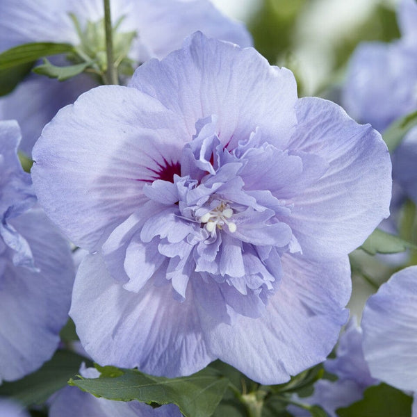 Patio Hibiscus Tree | Hibiscus syriacus 'Blue Chiffon'®