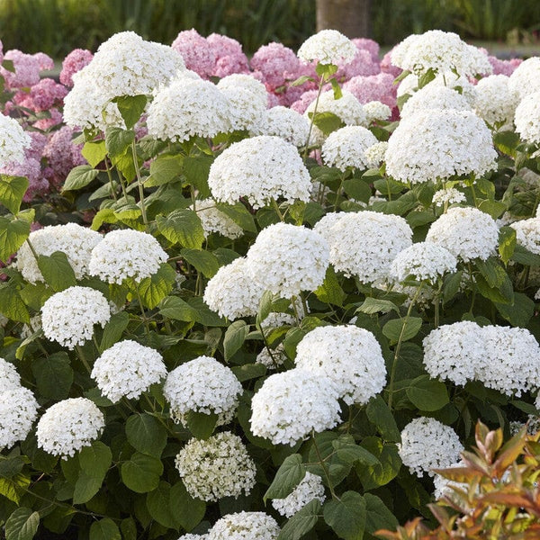 Hydrangea arborescens 'Strong Annabelle'