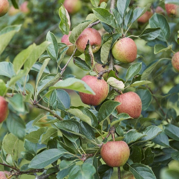 'Kidd's Orange Red' Apple Tree