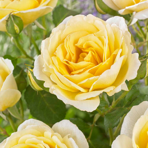 'Joyful Celebration' Hybrid Tea Rose