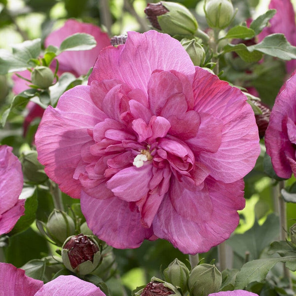Patio Hibiscus Tree | Hibiscus syriacus 'Magenta Chiffon'®