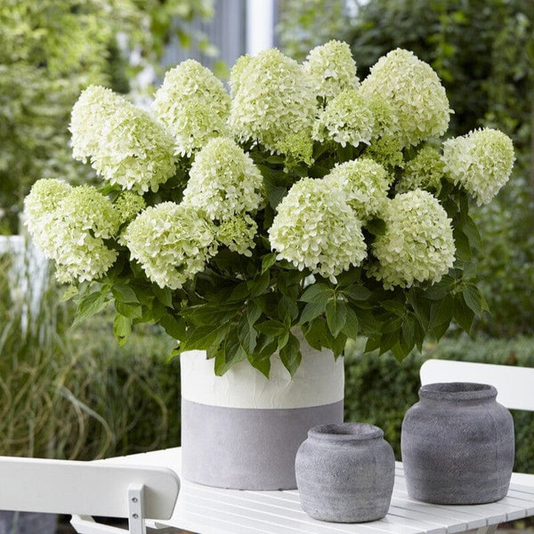 Hydrangea paniculata 'Little Spooky'