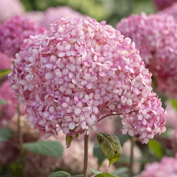 Hydrangea arborescens 'Pink Annabelle'
