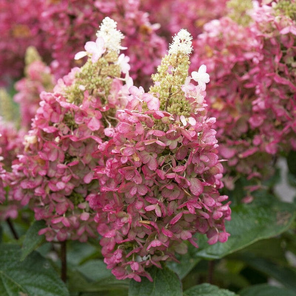 Hydrangea paniculata 'Candlelight'