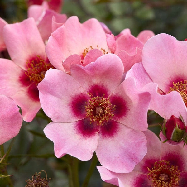 'For Your Eyes Only' Floribunda Rose