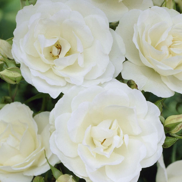 'Peter James Richardson' Floribunda Rose