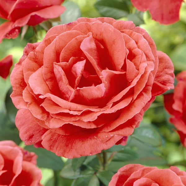 'Onward and Upward' Patio Climbing Rose