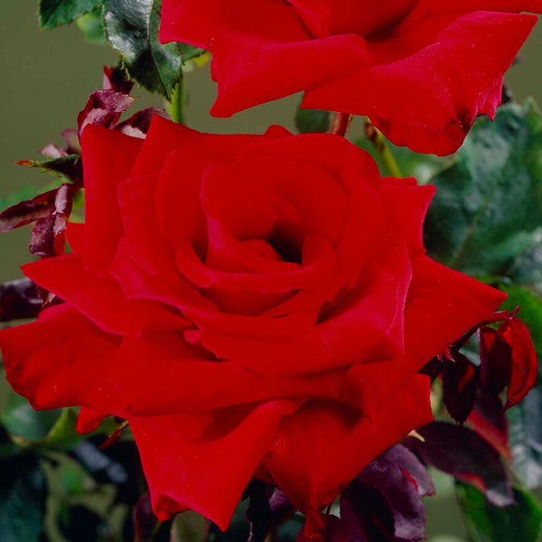 'Love Knot' Climbing Rose