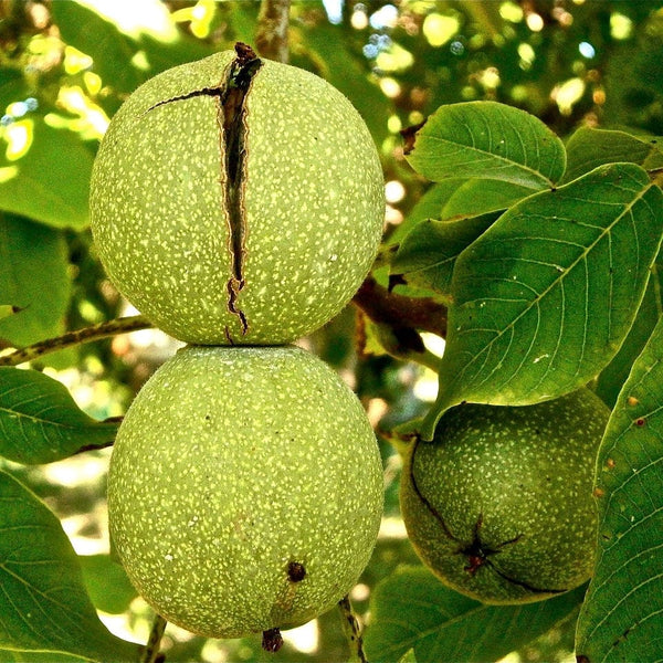 'Broadview' Walnut Tree