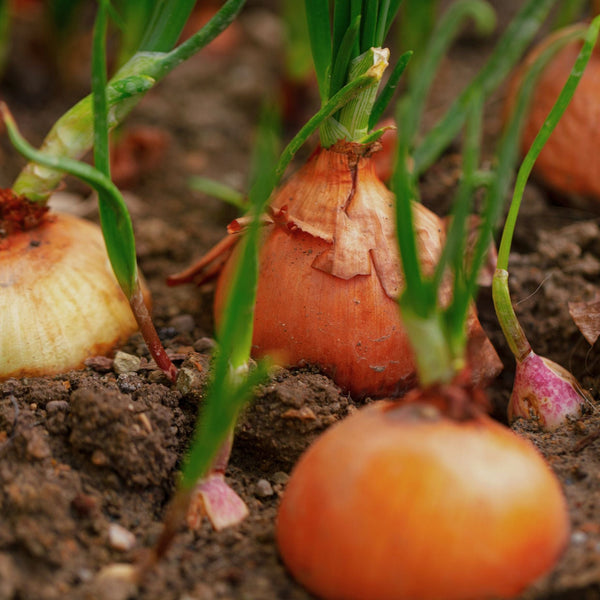 White Onion Plants